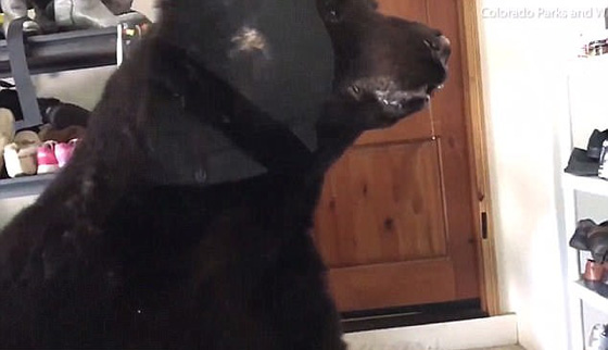 دب مرعب يتسلل الى منزل ويتجول على راحته بحثا عن طعام.. فيديو صورة رقم 4