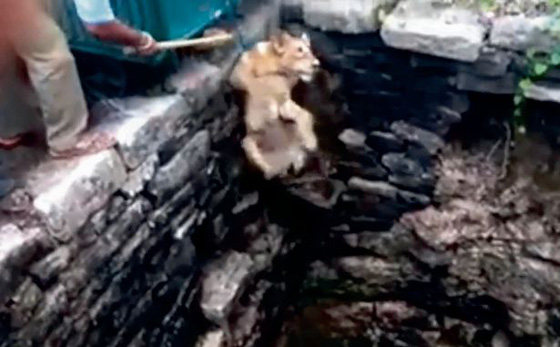 بالفيديو.. رجل شجاع ينقذ أسدا سقط داخل بئر عميقة  صورة رقم 3