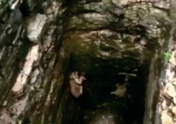 بالفيديو.. رجل شجاع ينقذ أسدا سقط داخل بئر عميقة  صورة رقم 1