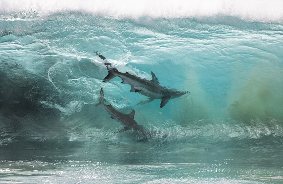 فيديو  مرعب! 400 سمكة قرش ضخمة تلاحق أطفال يسبحون على الشاطئ! صورة رقم 3