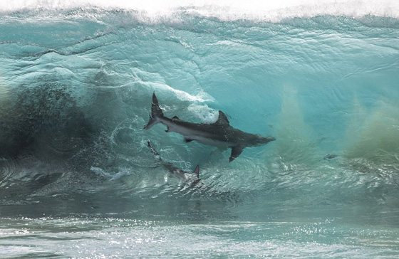 فيديو  مرعب! 400 سمكة قرش ضخمة تلاحق أطفال يسبحون على الشاطئ! صورة رقم 5