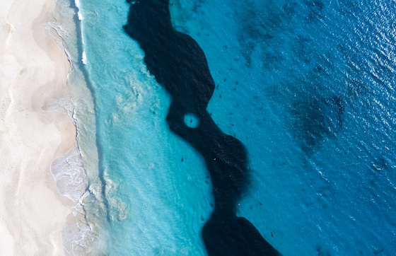 فيديو  مرعب! 400 سمكة قرش ضخمة تلاحق أطفال يسبحون على الشاطئ! صورة رقم 6