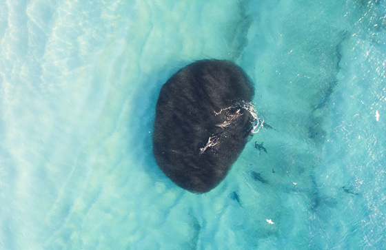 فيديو  مرعب! 400 سمكة قرش ضخمة تلاحق أطفال يسبحون على الشاطئ! صورة رقم 7