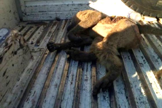  قرد يغرق مدينة سياحية في ظلام دامس بعد ان قطع عنها الكهرباء  صورة رقم 1