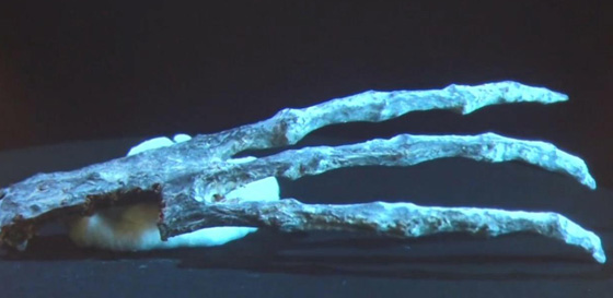 أدلة لمخلوقات فضائية تعيش مع البشر على الكرة الأرضية صورة رقم 4