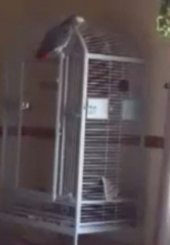 ببغاء شاهد على جريمة قتل وتردد عبارة 