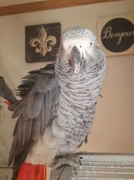 ببغاء شاهد على جريمة قتل وتردد عبارة 