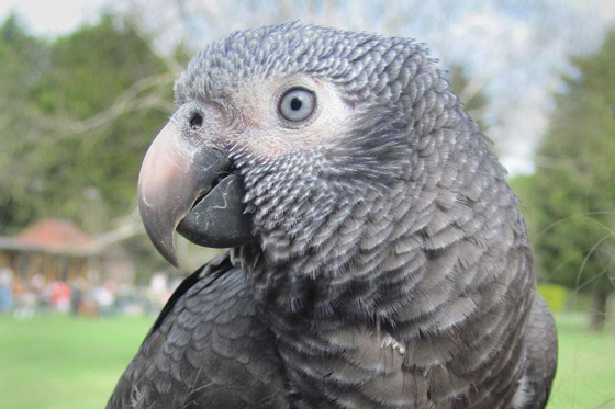 ببغاء شاهد على جريمة قتل وتردد عبارة 