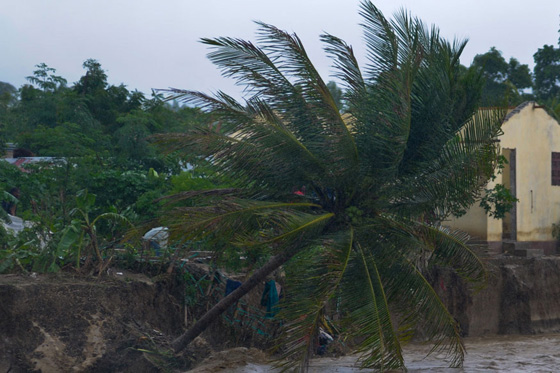 فيديو صادم يهز المشاعر.. مقتل مذيعة شهيرة بعد سقوط نخلة عملاقة عليها! صورة رقم 10