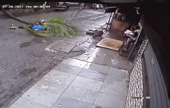 فيديو صادم يهز المشاعر.. مقتل مذيعة شهيرة بعد سقوط نخلة عملاقة عليها! صورة رقم 1