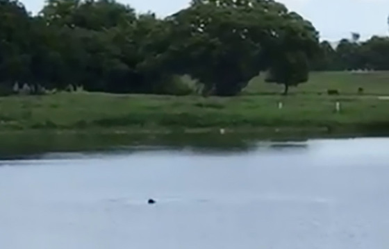 قمة الوقاحة.. 5 مراهقين يسخرون من رجل يغرق ولم ينقذوه حتى مات! صورة رقم 3