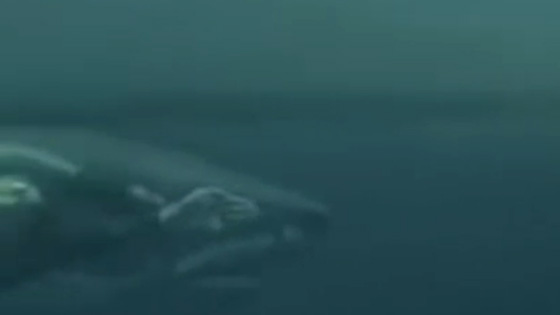 بالفيديو.. سباقات وتحديات مثيرة بين الإنسان والحيوان صورة رقم 1