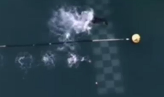 بالفيديو.. سباقات وتحديات مثيرة بين الإنسان والحيوان صورة رقم 2