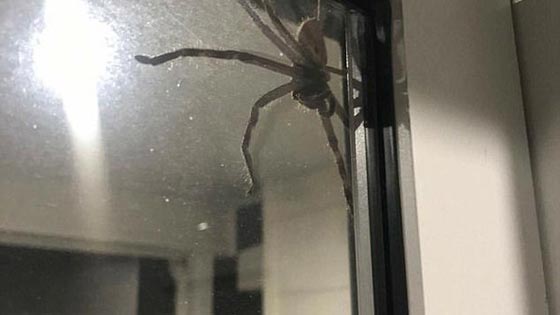 صور أكبر عنكبوت في العالم يغزو منزلا في بريطانيا صورة رقم 2
