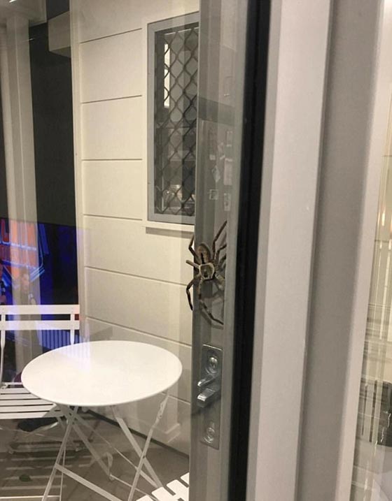 صور أكبر عنكبوت في العالم يغزو منزلا في بريطانيا صورة رقم 1