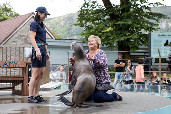 فيديو لرئيسة وزراء النرويج تلاعب أسد البحر صورة رقم 10