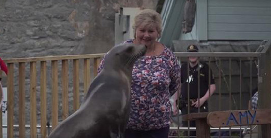 فيديو لرئيسة وزراء النرويج تلاعب أسد البحر صورة رقم 7