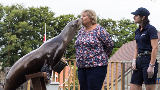 فيديو لرئيسة وزراء النرويج تلاعب أسد البحر صورة رقم 11