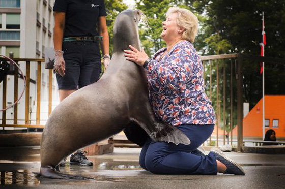فيديو لرئيسة وزراء النرويج تلاعب أسد البحر صورة رقم 6