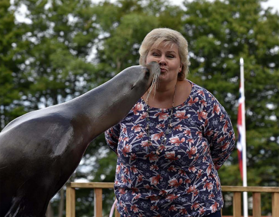 فيديو لرئيسة وزراء النرويج تلاعب أسد البحر صورة رقم 3