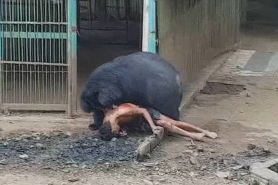  فيديو مروع.. دب اسود يهاجم سائحا اراد اطعامه ويجره لافتراسه! صورة رقم 5