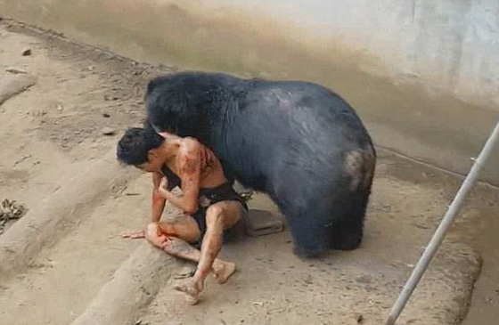  فيديو مروع.. دب اسود يهاجم سائحا اراد اطعامه ويجره لافتراسه! صورة رقم 3