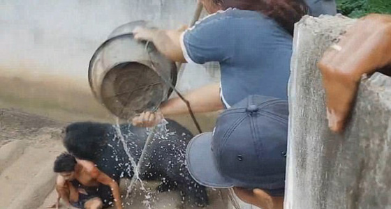  فيديو مروع.. دب اسود يهاجم سائحا اراد اطعامه ويجره لافتراسه! صورة رقم 4