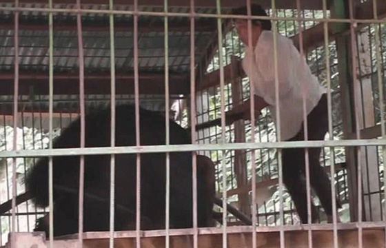  فيديو مروع.. دب اسود يهاجم سائحا اراد اطعامه ويجره لافتراسه! صورة رقم 6