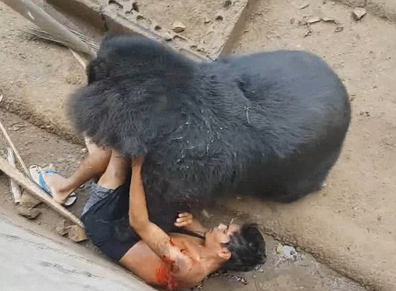  فيديو مروع.. دب اسود يهاجم سائحا اراد اطعامه ويجره لافتراسه! صورة رقم 1