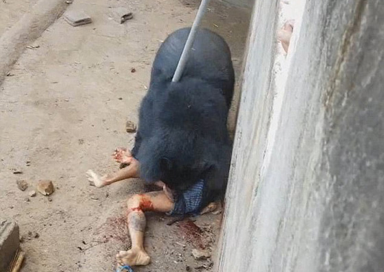  فيديو مروع.. دب اسود يهاجم سائحا اراد اطعامه ويجره لافتراسه! صورة رقم 2