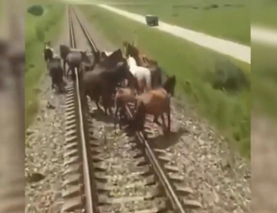 فيديو مؤلم.. قطار سريع يدهس مجموعة خيول اعترضت طريقه! صورة رقم 1