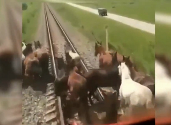 فيديو مؤلم.. قطار سريع يدهس مجموعة خيول اعترضت طريقه! صورة رقم 2