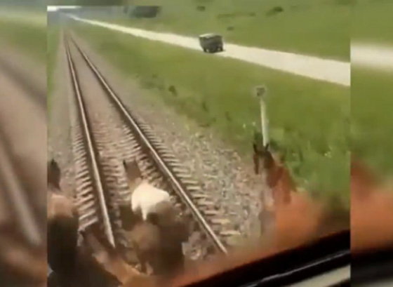 فيديو مؤلم.. قطار سريع يدهس مجموعة خيول اعترضت طريقه! صورة رقم 3