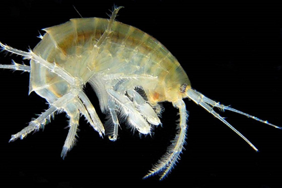 بالفيديو والصور.. ناهشات للحوم هاجمت هذا المراهق وكادت أن تنهي حياته  صورة رقم 2