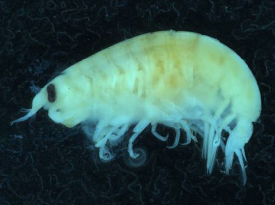 بالفيديو والصور.. ناهشات للحوم هاجمت هذا المراهق وكادت أن تنهي حياته  صورة رقم 10