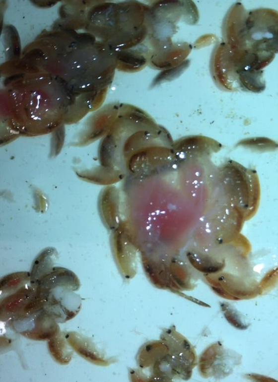 بالفيديو والصور.. ناهشات للحوم هاجمت هذا المراهق وكادت أن تنهي حياته  صورة رقم 9