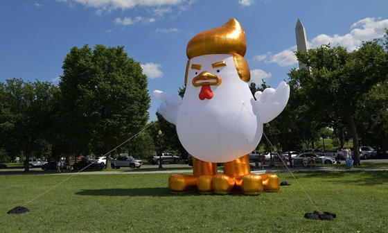 بالصور.. دجاجة ترامب امام البيت الأبيض  صورة رقم 1