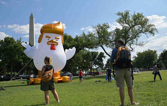 بالصور.. دجاجة ترامب امام البيت الأبيض  صورة رقم 4