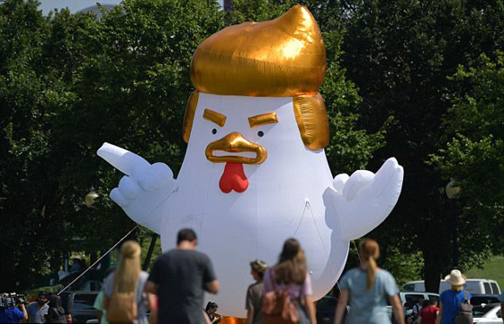 بالصور.. دجاجة ترامب امام البيت الأبيض  صورة رقم 3