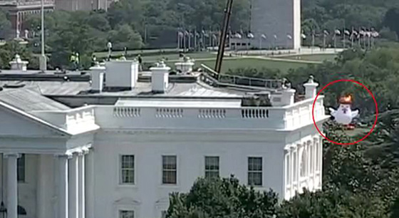 بالصور.. دجاجة ترامب امام البيت الأبيض  صورة رقم 2