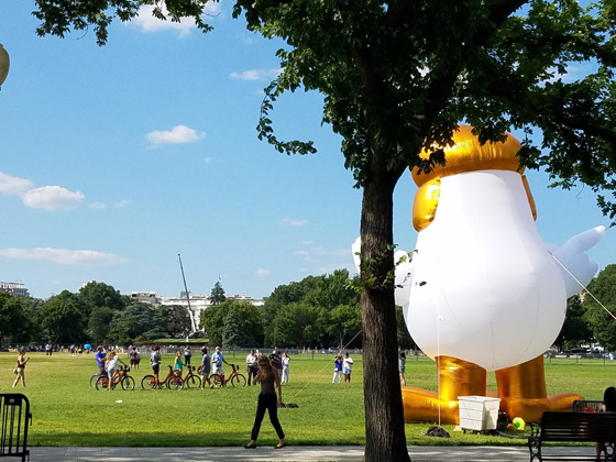 بالصور.. دجاجة ترامب امام البيت الأبيض  صورة رقم 6