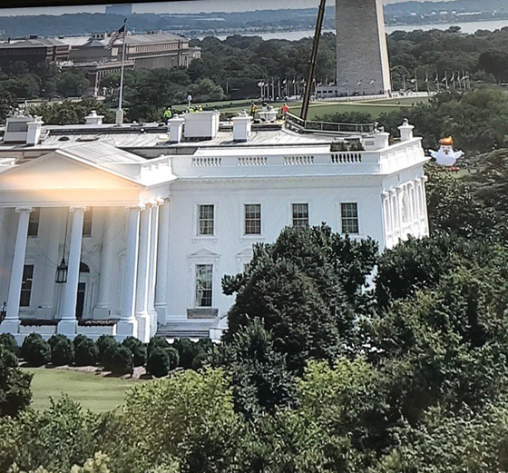 بالصور.. دجاجة ترامب امام البيت الأبيض  صورة رقم 5