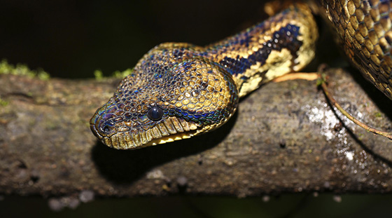 2 مليون ثعبان للبحرية الامريكية دمرت جزيرة غوام بالمحيط الهادئ!  صورة رقم 1