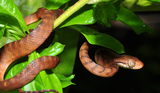 2 مليون ثعبان للبحرية الامريكية دمرت جزيرة غوام بالمحيط الهادئ!  صورة رقم 3