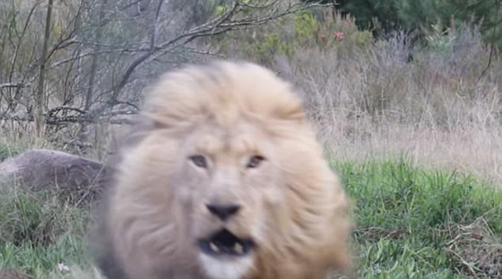 فيديو مخيف.. اسد ضخم يترك فريسته ويهجم بشراسة على المصور! صورة رقم 3