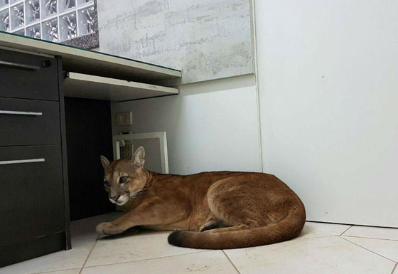 بالفيديو.. أسد يقتحم شركة في البرازيل هرباً من الحرائق صورة رقم 1