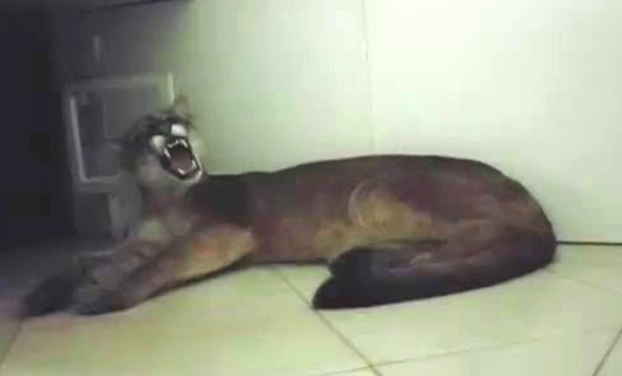 بالفيديو.. أسد يقتحم شركة في البرازيل هرباً من الحرائق صورة رقم 2