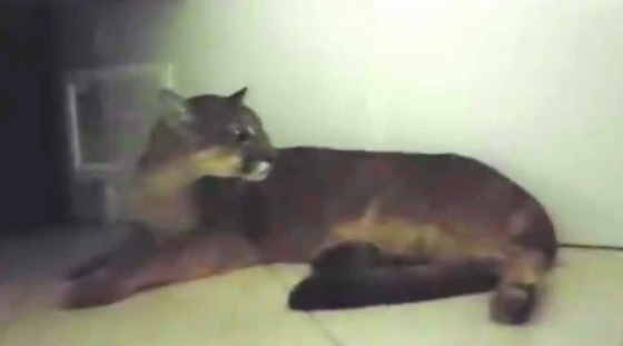 بالفيديو.. أسد يقتحم شركة في البرازيل هرباً من الحرائق صورة رقم 3