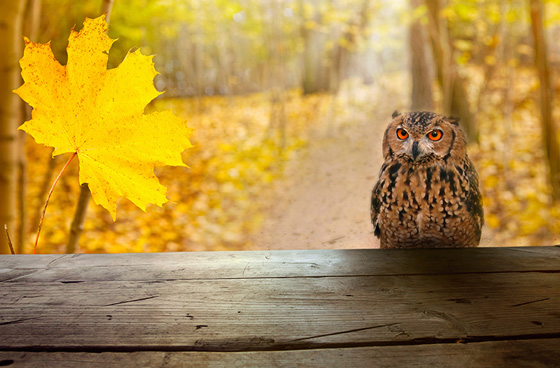 هل تبحث عن وظيفة براتب مغري؟ اليك الوظائف الأكثر طلبا عام 2030  صورة رقم 11