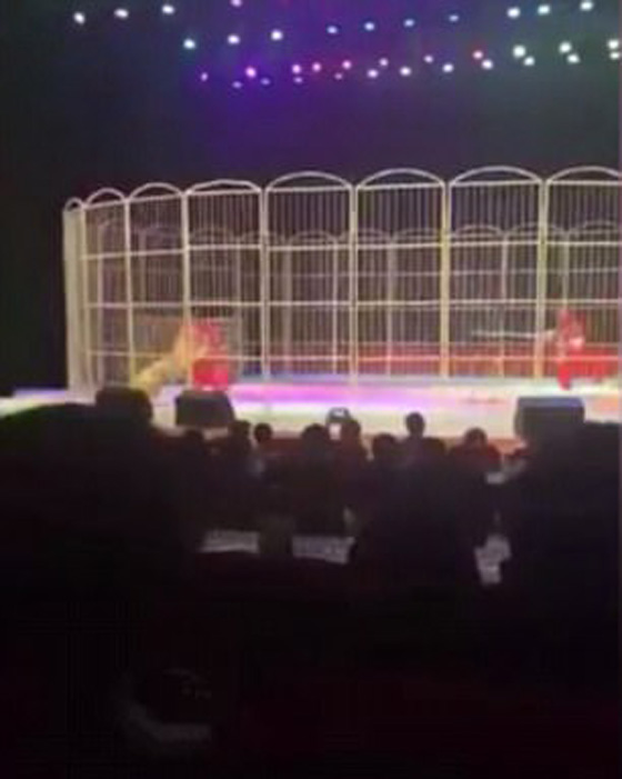 لحظات مرعبة.. نمر ينقض على مدربه في سيرك وسط صدمة الجمهور صورة رقم 1